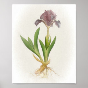 Affiche Iris Pumila Floral Print