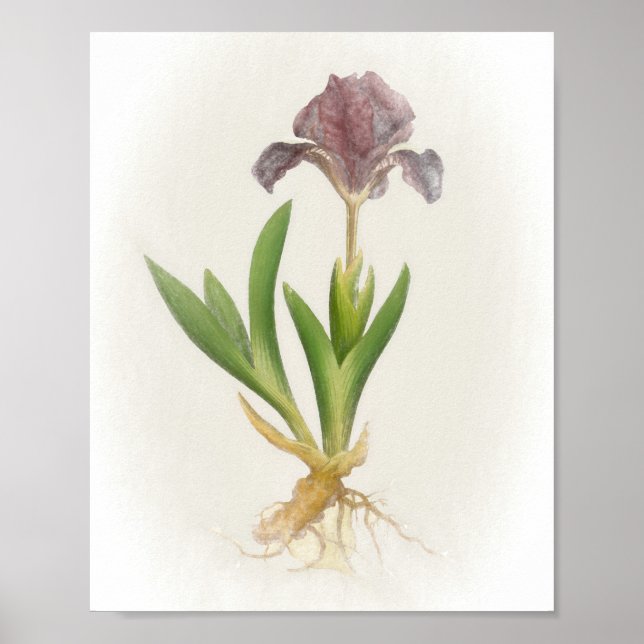 Affiche Iris Pumila Floral Print (Devant)
