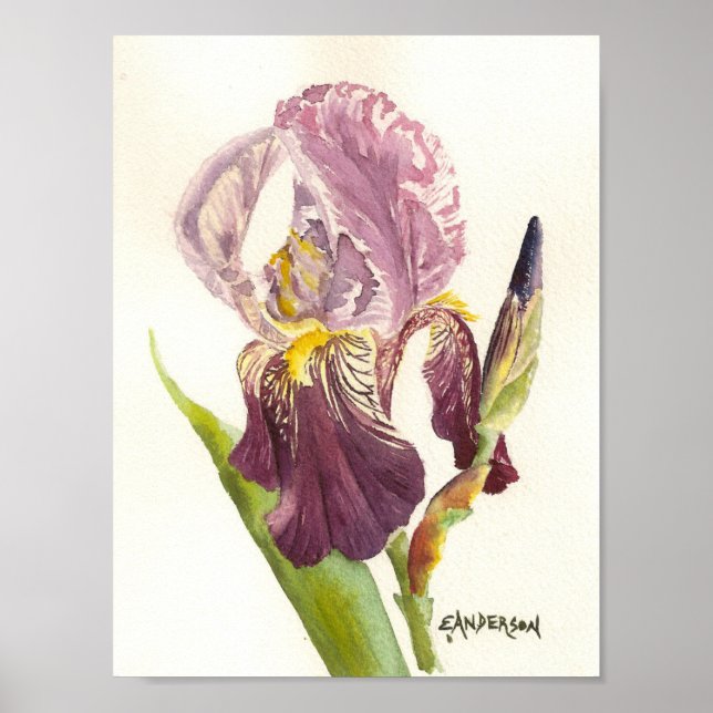 Affiche Iris Purple (Devant)