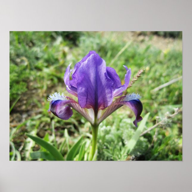 Affiche Iris sauvage (Devant)