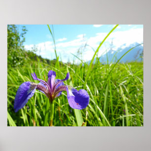 Affiche Iris sauvage et paysage d'Alaska