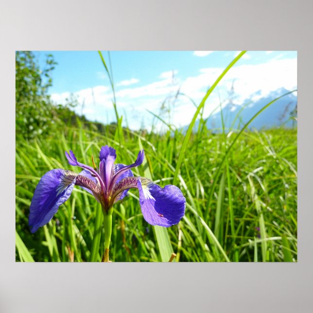 Affiche Iris sauvage et paysage d'Alaska (Devant)