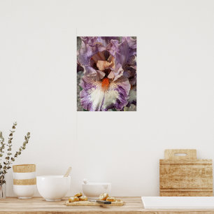 Affiche Iris violet et blanc avec fleur florale à barbe or