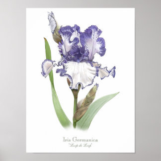 Affiche Iris violet rouillé Imprimer