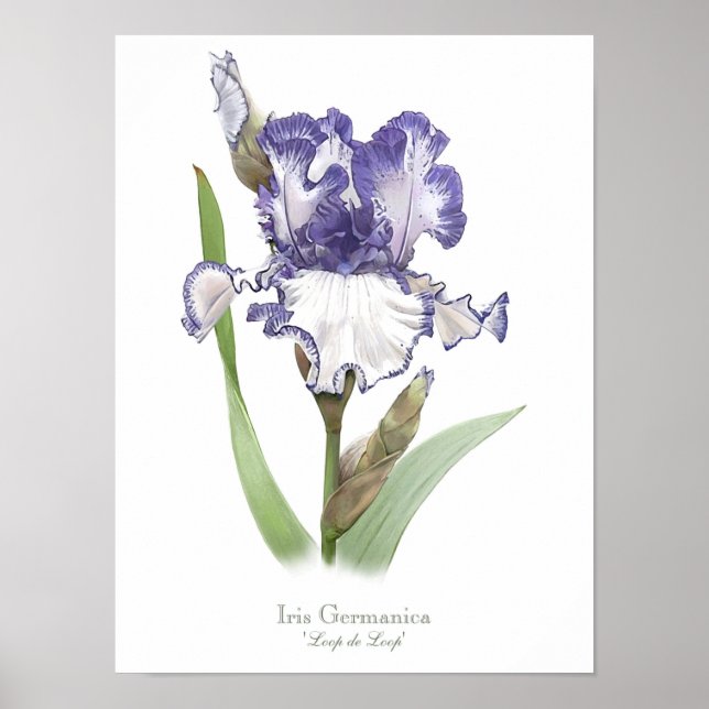 Affiche Iris violet rouillé Imprimer (Devant)
