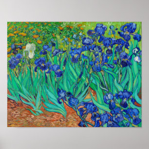 Affiche Irises
