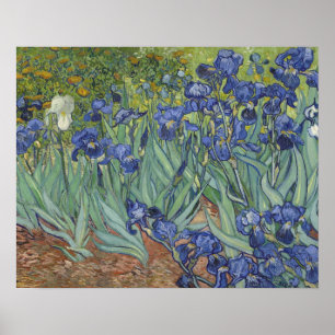 Affiche Irises