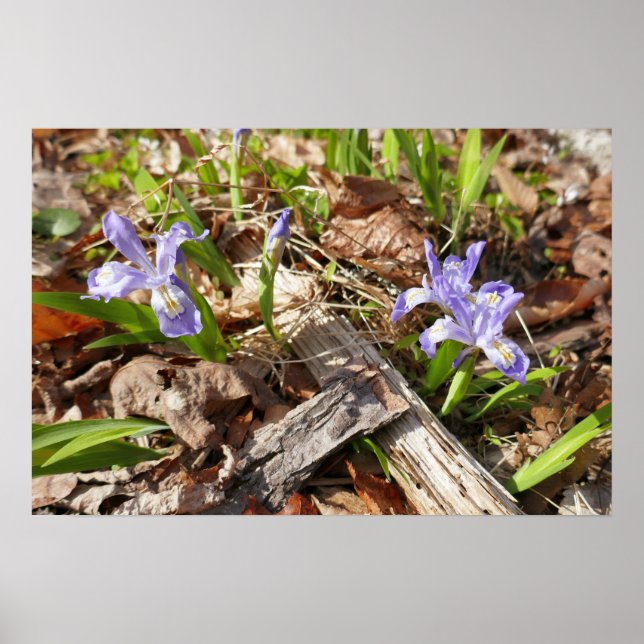 Affiche Irises miniatures sauvages (Devant)