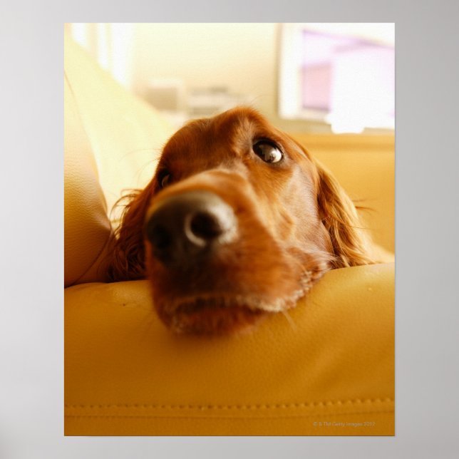 Affiche Irish Setter sur canapé (Devant)