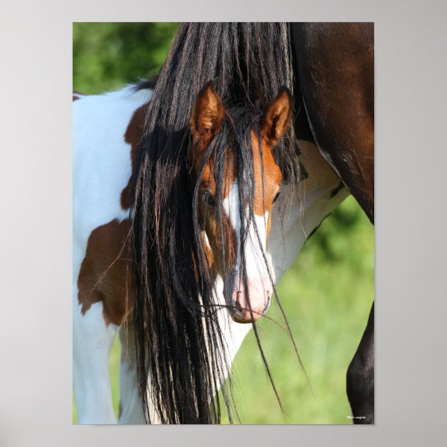 Affiche Irish Sport Horse Foin se cachant sous la queue (Devant)