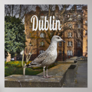 Affiche Irlande de Dublin Bird sur mur de briques