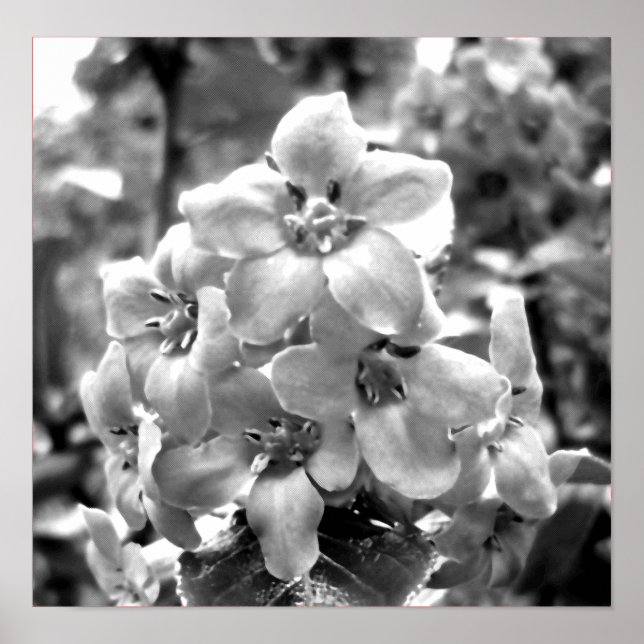 Affiche Irlande Fleurs (Devant)