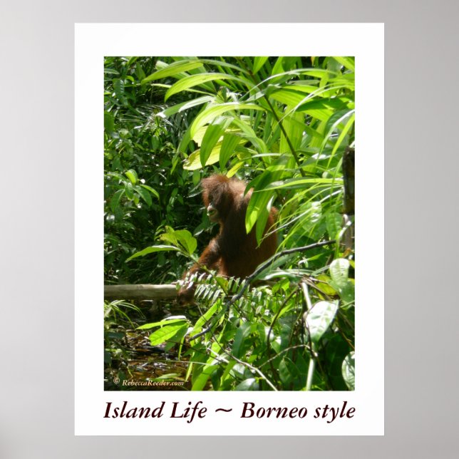 Affiche Island Life ~ Style Borneo (Devant)