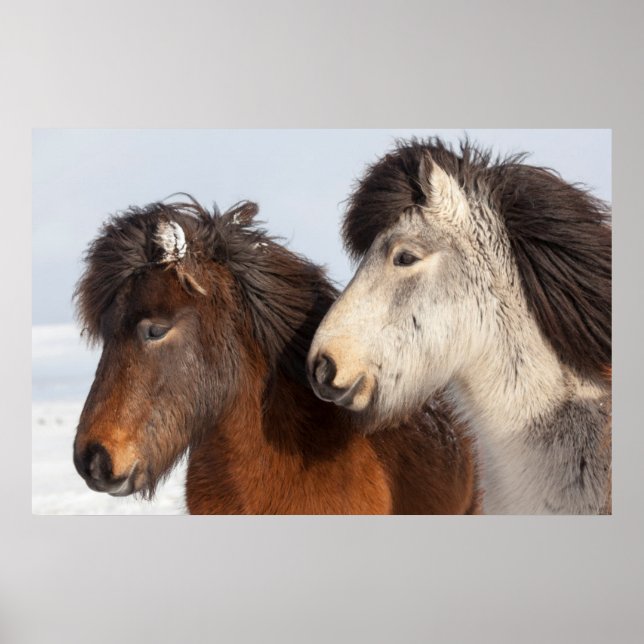 Affiche Islandais Profil de cheval, Islande (Devant)