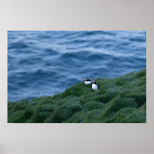 Affiche islandaise sur les oiseaux de Puffin