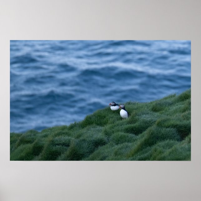 Affiche islandaise sur les oiseaux de Puffin (Devant)