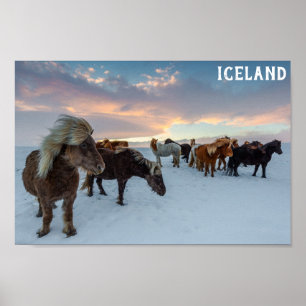 Affiche Islande Chevaux sauvages photo Voyage