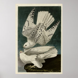 Affiche Islande, Jer Falcon, d'Audubon Birds of America