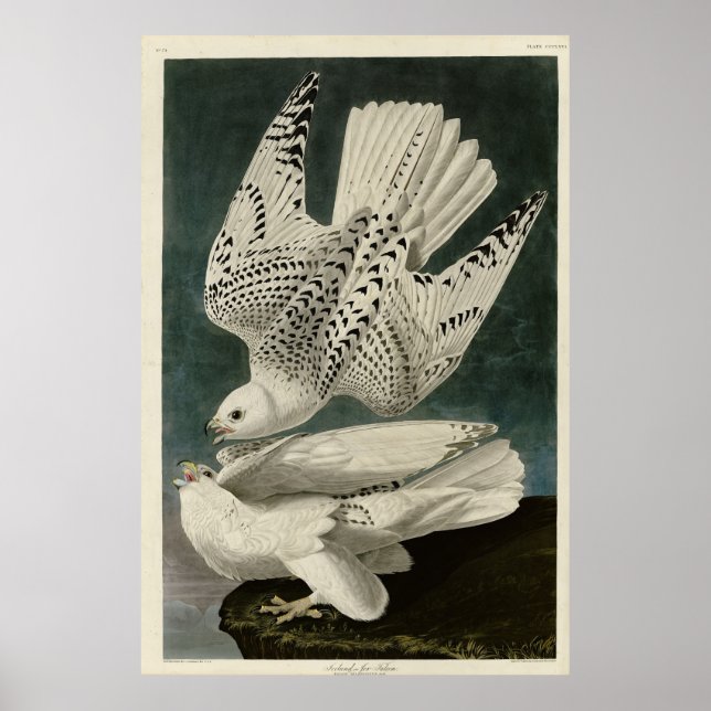 Affiche Islande, Jer Falcon, d'Audubon Birds of America (Devant)