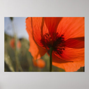 Affiche Italie, Toscane, Coquelicots d'été en Toscane Widw