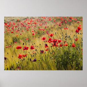 Affiche Italie, Toscane, Poppies dans le champ de blé de p