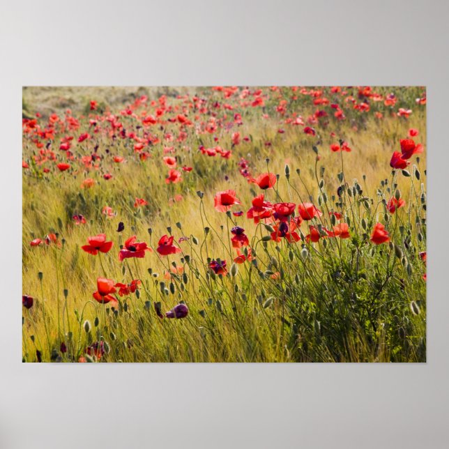 Affiche Italie, Toscane, Poppies dans le champ de blé de p (Devant)