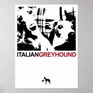 Affiche Italien Greyhound White