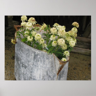 Affiche Ivory Zinnias