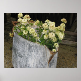 Affiche Ivory Zinnias