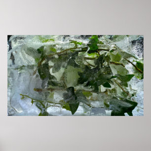 Affiche Ivy glacé,