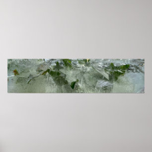 Affiche Ivy glacé,
