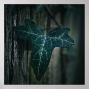 Affiche Ivy Leaf Nature Photo