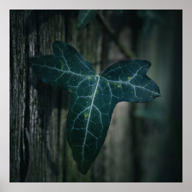 Affiche Ivy Leaf Nature Photo (Devant)