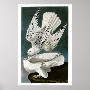 Affiche J J Audubon The Birds of America Collection AFFICH
