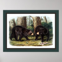 J.W. Audubon - Ursus Americanus (Black Bear)