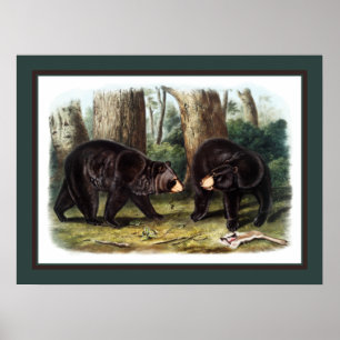 Affiche J.W. Audubon - Ursus Americanus (Black Bear)