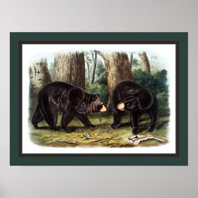 Affiche J.W. Audubon - Ursus Americanus (Black Bear) (Devant)