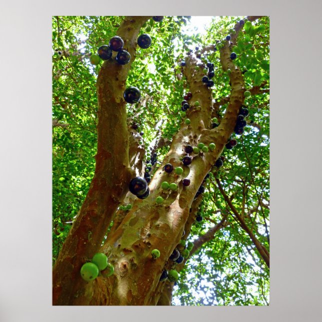 Affiche Jaboticaba Tree (Devant)
