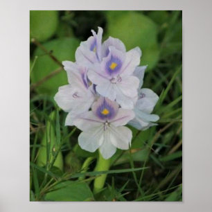Affiche Jacinthe d'eau en fleurs - Fleur aquatique tropica