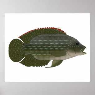 Affiche Jack Dempsey