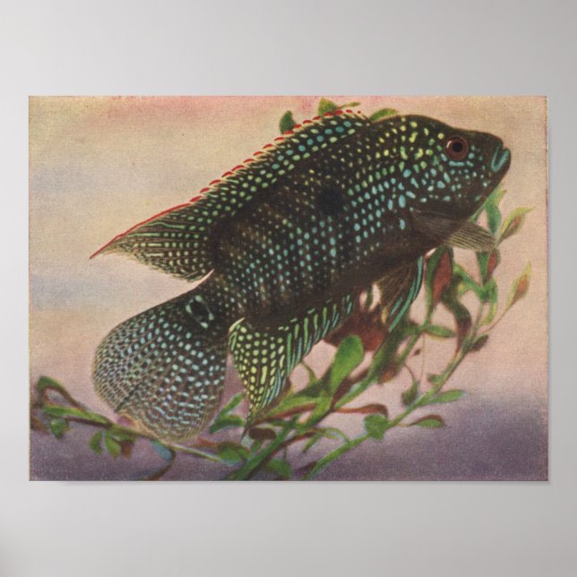 Affiche Jack Dempsey - Archocentrus octofasciatus P/folio (Devant)