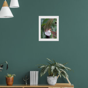 Affiche Jack-in-the-Pulpit Plante Photographie florale