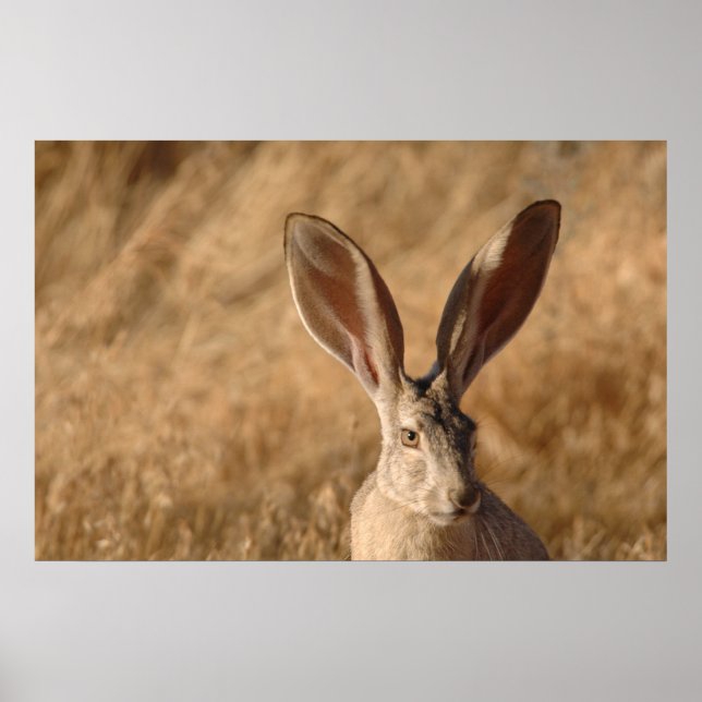 Affiche Jack lapin avec grand oreilles photo imprimé poste (Devant)