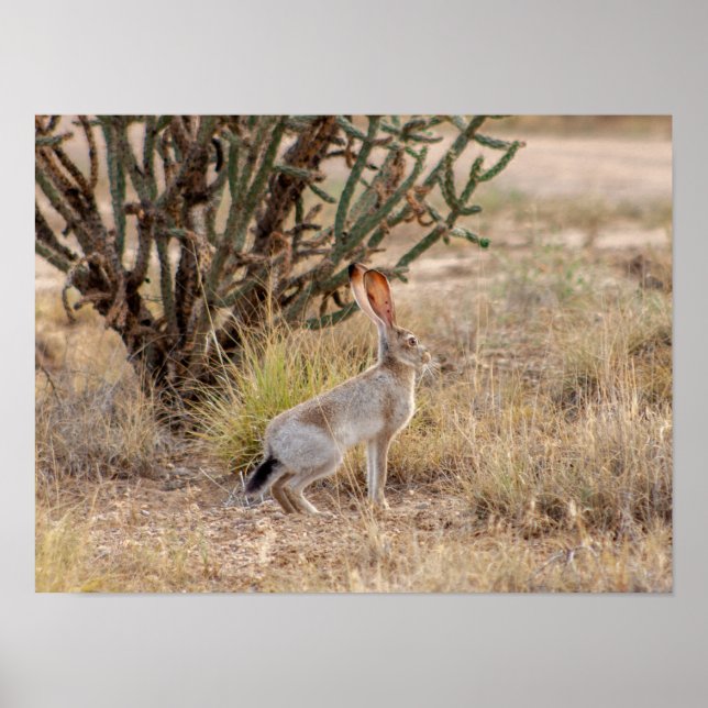 Affiche Jack Rabbit Cactus Père Noël Fe Nouveau Mexique Po (Devant)