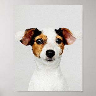 Affiche Jack Russell Retriever