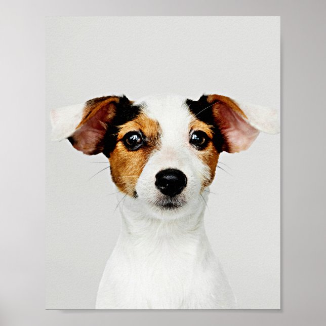 Affiche Jack Russell Retriever (Devant)