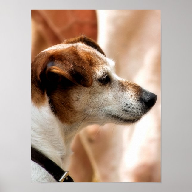 AFFICHE JACK RUSSELL TERRIER CHIEN (Devant)