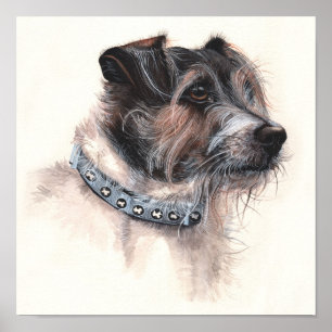 Affiche Jack Russell Terrier Peint en aquarelle