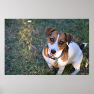 Affiche Jack Russell Terrier souriant