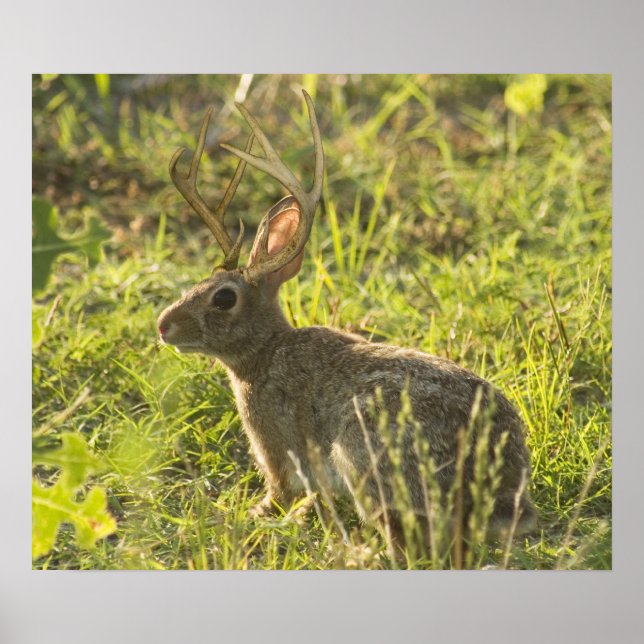 Affiche Jackalope 1 (Devant)